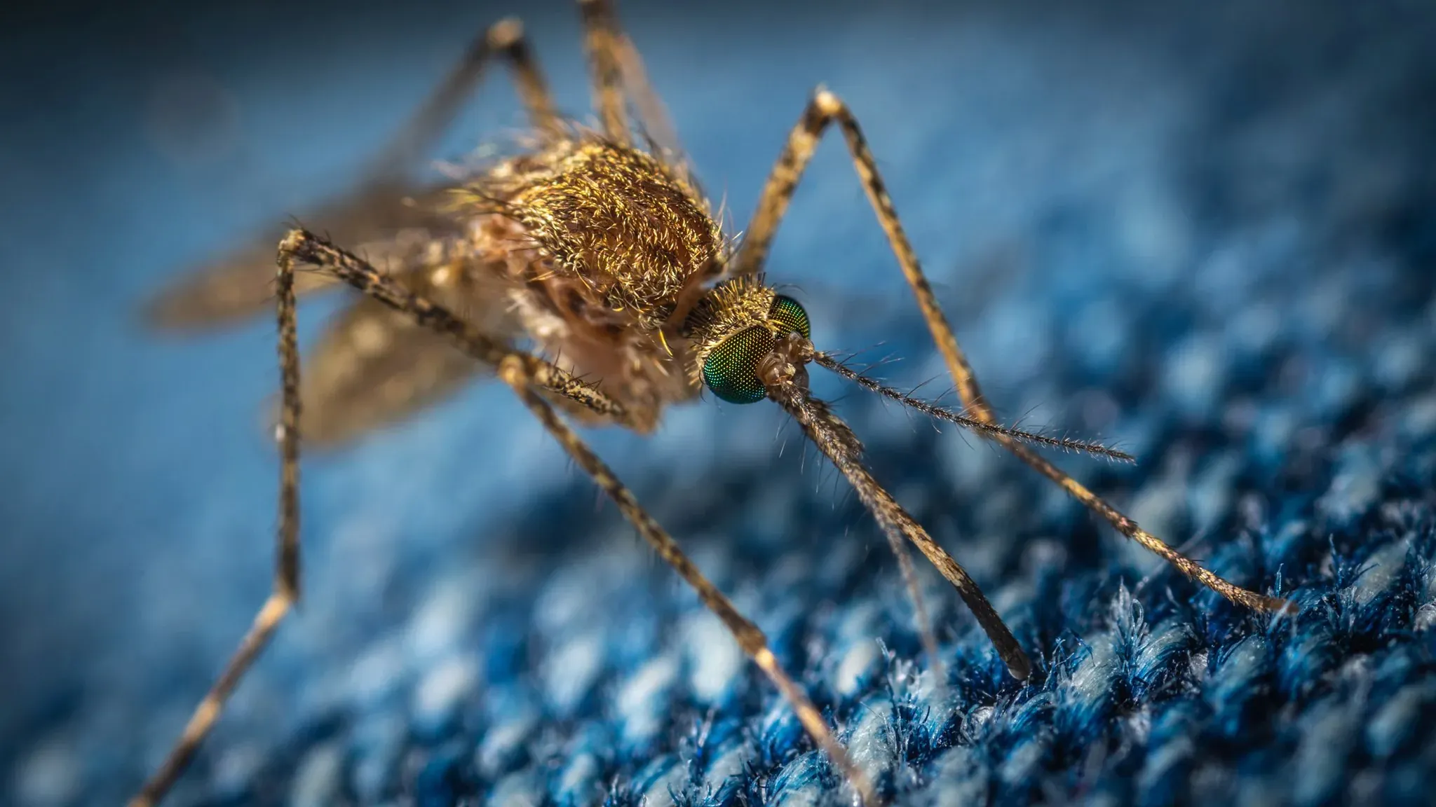 Aedes aegypti mosquito — the primary vector for chikungunya in South Florida