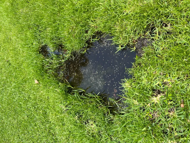 Standing water pooled in a South Florida lawn after rain, a common mosquito breeding site