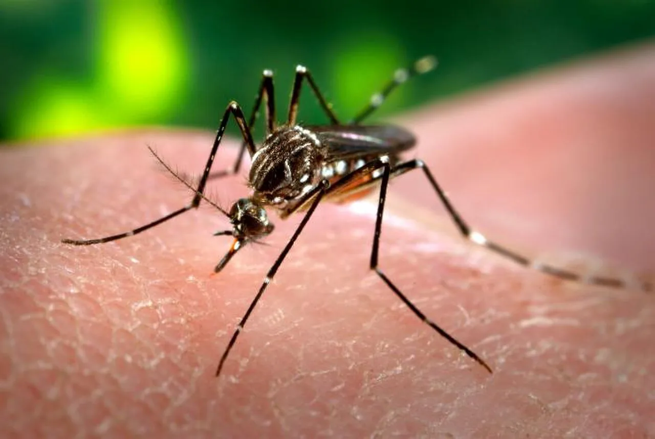 Yellow Fever Mosquito — South Florida pest identification