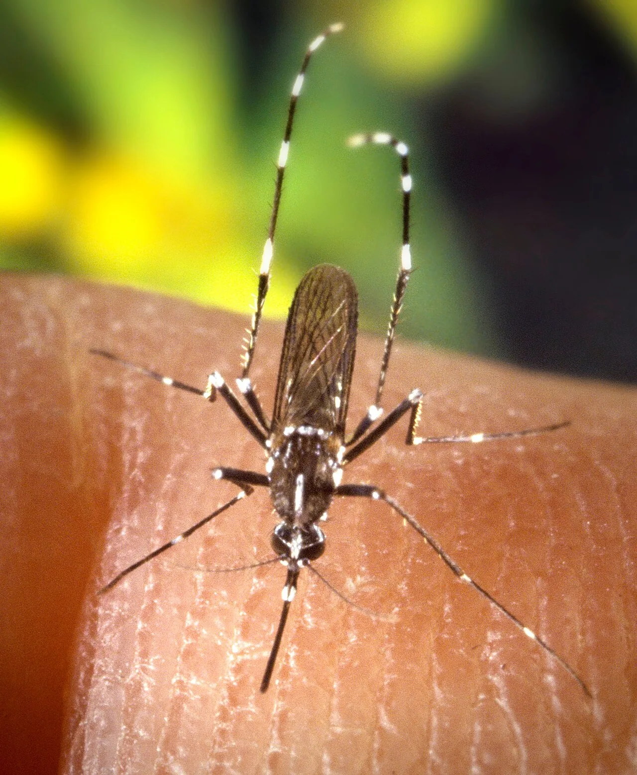 Asian Tiger Mosquito — South Florida pest identification