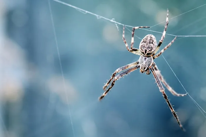 Black Widow Spider — South Florida pest identification