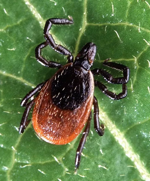 Black-Legged Tick (Deer Tick) — South Florida pest identification