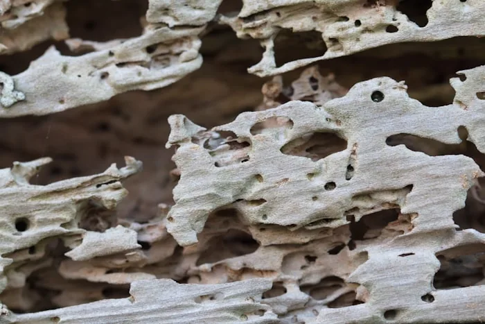 Drywood Termite — South Florida pest identification