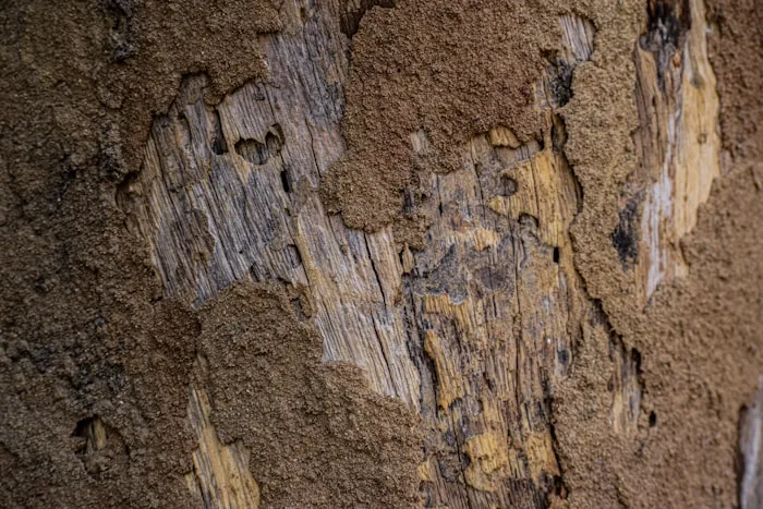 Eastern Subterranean Termite — South Florida pest identification