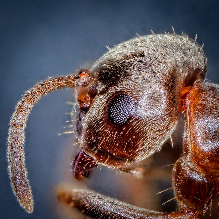 Red Imported Fire Ant — South Florida pest identification