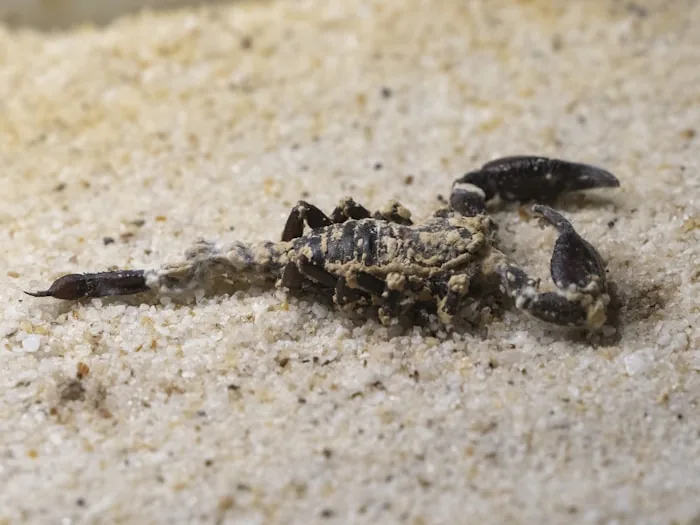 Florida Bark Scorpion — South Florida pest identification