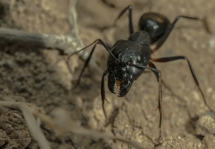 Florida Carpenter Ant — South Florida pest identification