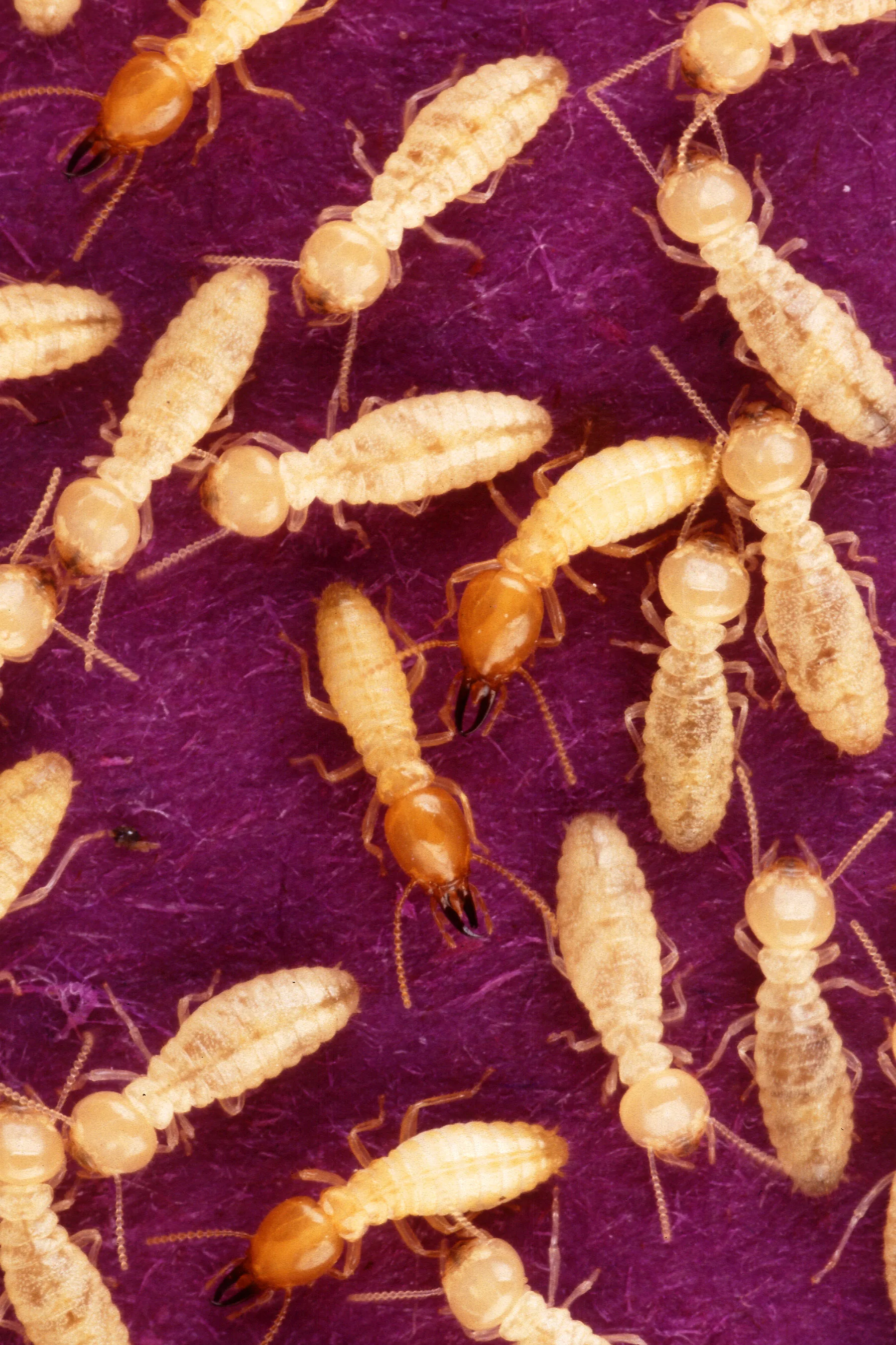 Formosan Subterranean Termite — South Florida pest identification