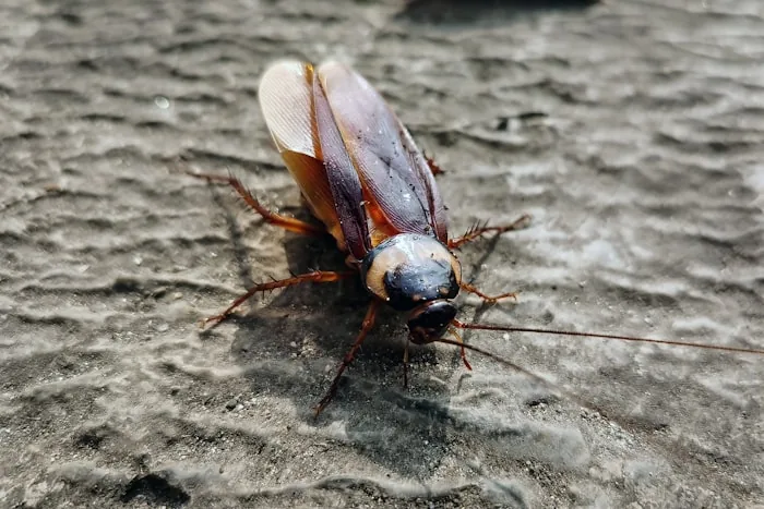 German Cockroach — South Florida pest identification