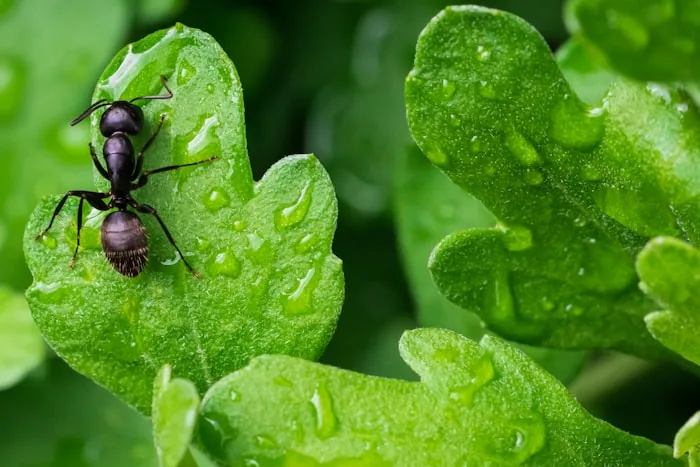 Ghost Ant — South Florida pest identification