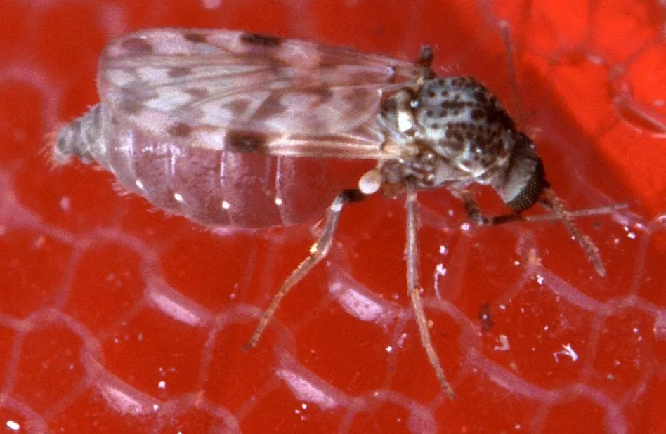 Biting midge (Culicoides sonorensis) — female no-see-um approximately 1.6mm