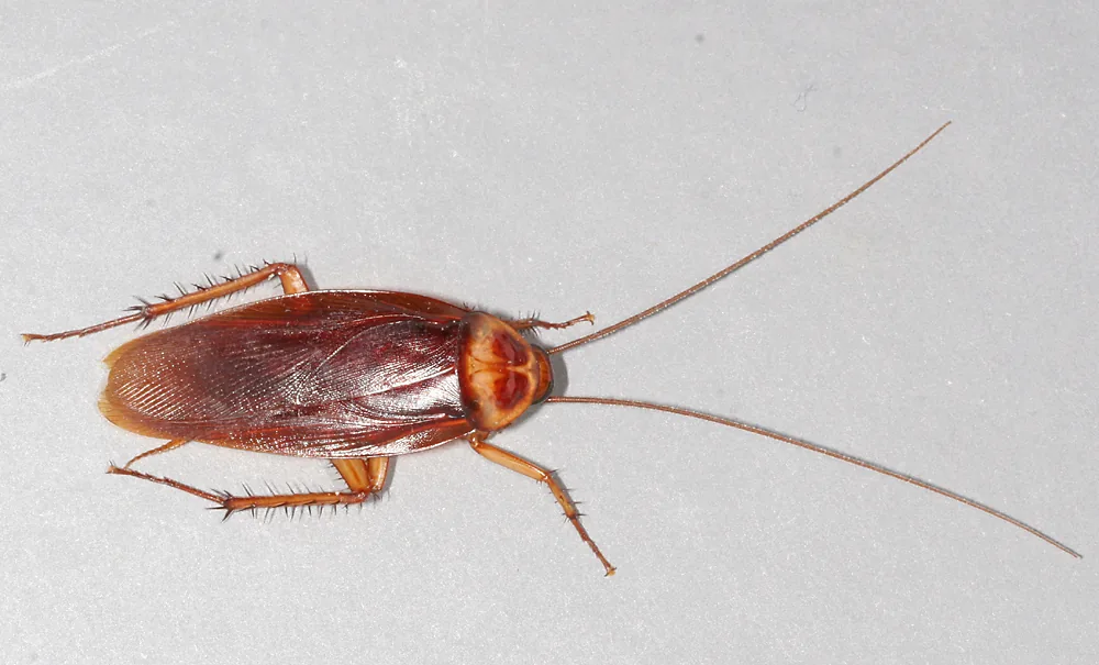 American Cockroach (Palmetto Bug) — South Florida pest identification