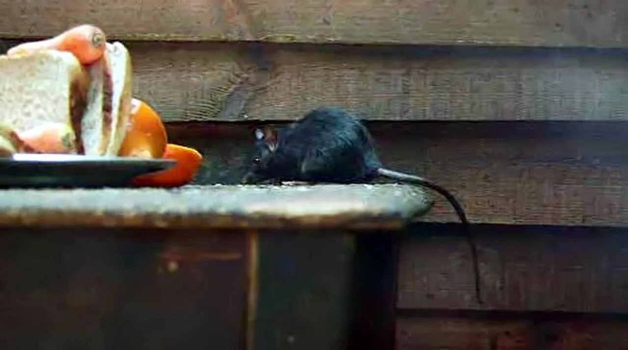 Roof Rat (Black Rat) — South Florida pest identification