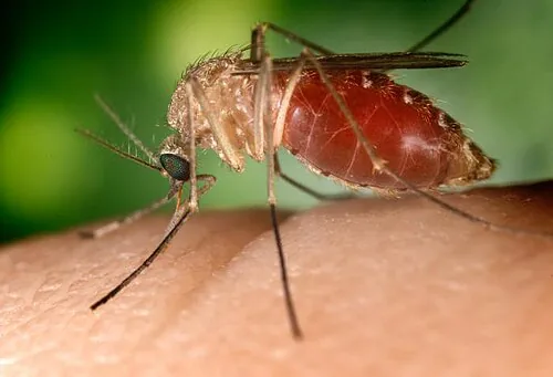 Southern House Mosquito — South Florida pest identification